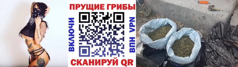 дарнет шоп  Вязники  Псилоцибиновые грибы GOLDEN TEACHER 